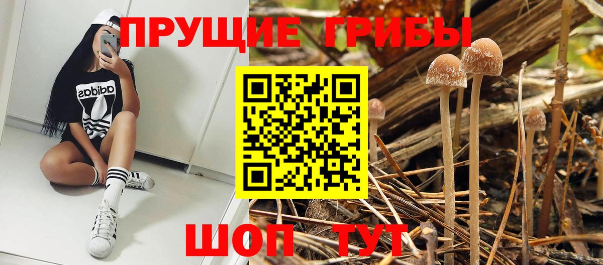 Галлюциногенные грибы Psilocybe Воткинск